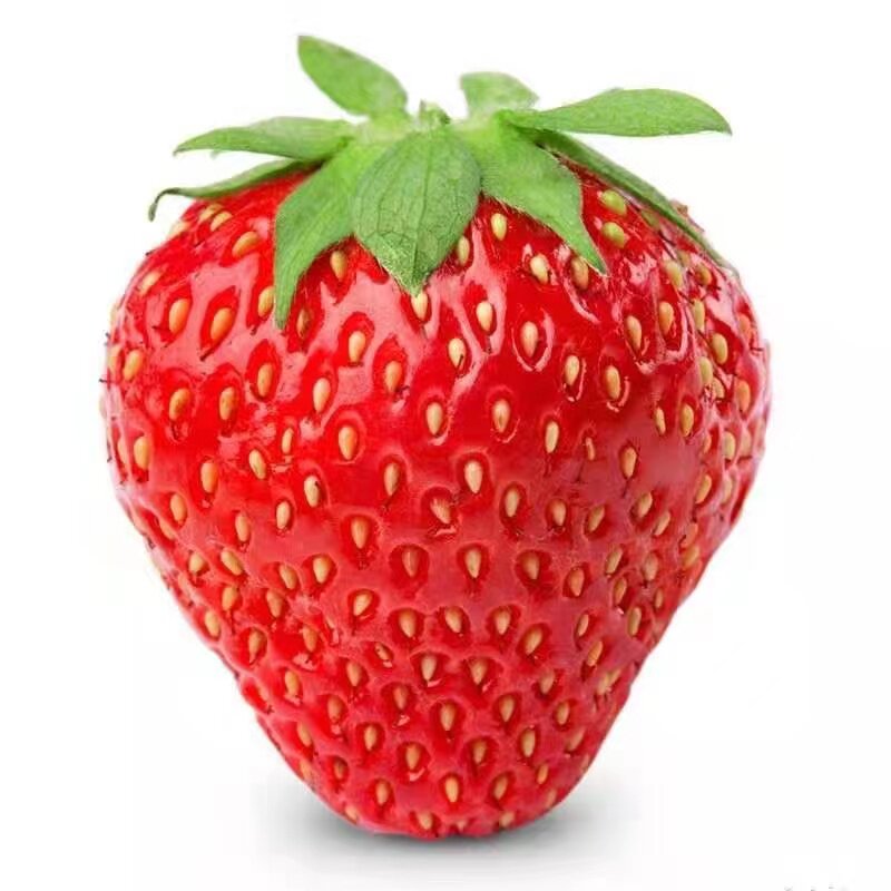 穴盘草莓秧苗四季草莓秧苗正宗苗