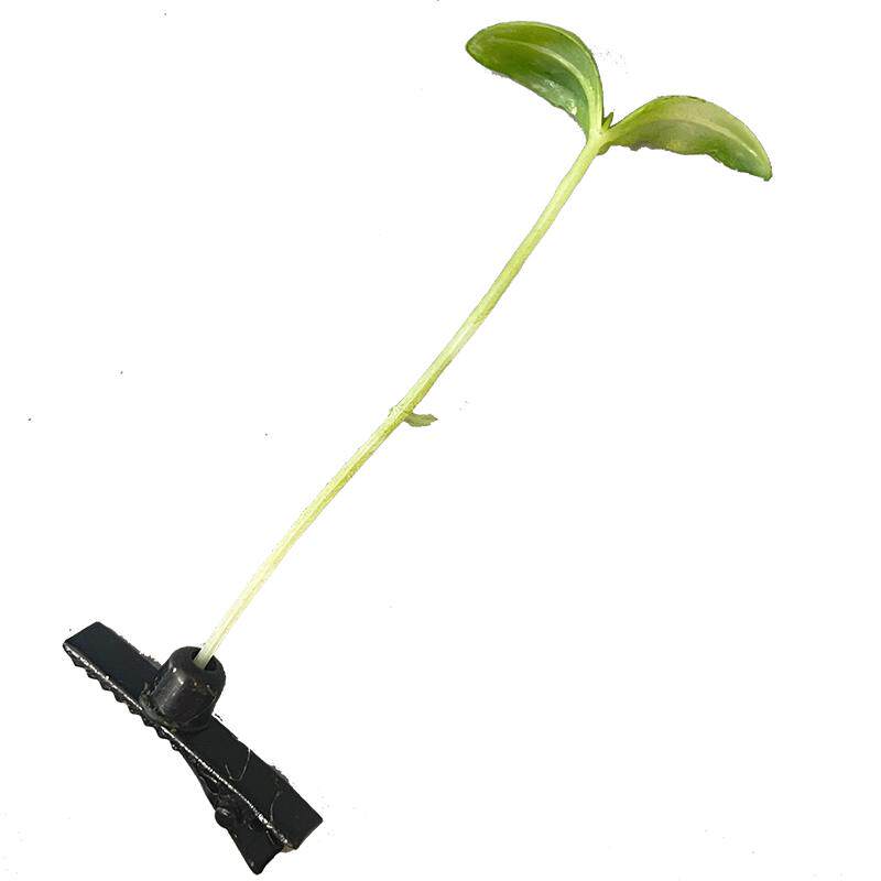 发夹塑料搞怪个性小草豆芽儿童