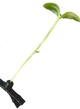 发夹塑料搞怪个性小草豆芽儿童