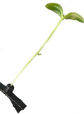 发夹塑料搞怪个性小草豆芽儿童