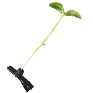 创意清新可爱搞怪仿真立体小草豆芽儿童头上长草卖萌发夹卡子头顶