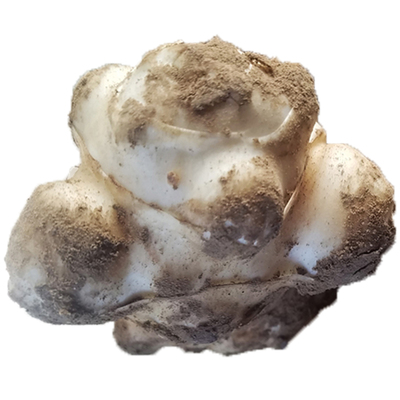 新鲜现挖新鲜野菊芋洋姜自然生长