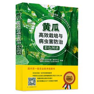 黄瓜高效栽培与病虫害防治彩色图谱 农业种植技术大全农药知识大全农作物农用链霉素现代大棚蔬菜作物育种学种植业书籍