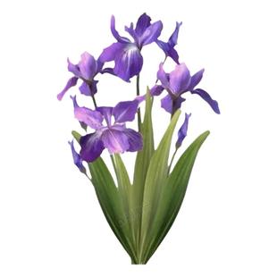 鸢尾花苗庭院绿化工程花卉苗木多年生小区别墅园林造景花草绿植物