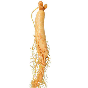 鲜人参35克毛重长白山整支鲜参白参煲汤泡酒餐饮滋补独立袋装保鲜