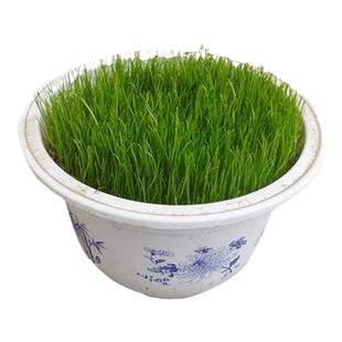 台湾2号草籽草坪种子结缕草矮生四季青草种子台湾青草籽庭院别墅