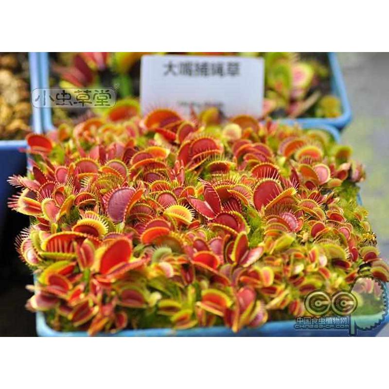 大嘴捕蝇草小虫草堂食虫植物盆栽食人花扑苍蝇大型超大灭室内多肉