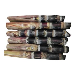 黄金黑皮甘蔗带芽黄皮甜甘蔗种苗盆栽小苗种植水果种籽甘蔗种种子