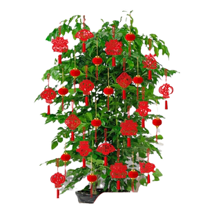 客厅绿植盆景盆栽福字灯笼挂饰小挂件富贵竹幸福发财树上装饰挂件