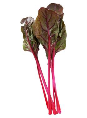 叶甜菜种子红色金色根紫菜头