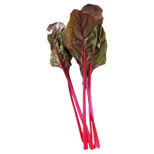 叶甜菜种子红色金色甜菜/根紫菜头盆栽四季播秋季蔬菜种籽孑籽种