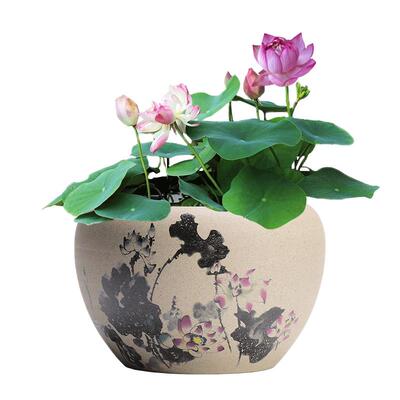 铜钱草专用水培花盆陶瓷碗莲盆缸睡莲荷花盆水养粗陶水仙花盆