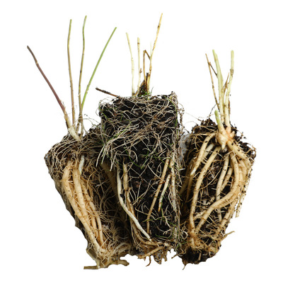 芦笋种子苗带土根盆栽四季