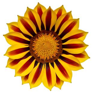 进口种子 天竺葵观花多年生阳台室内花卉种子好养四季花卉花子