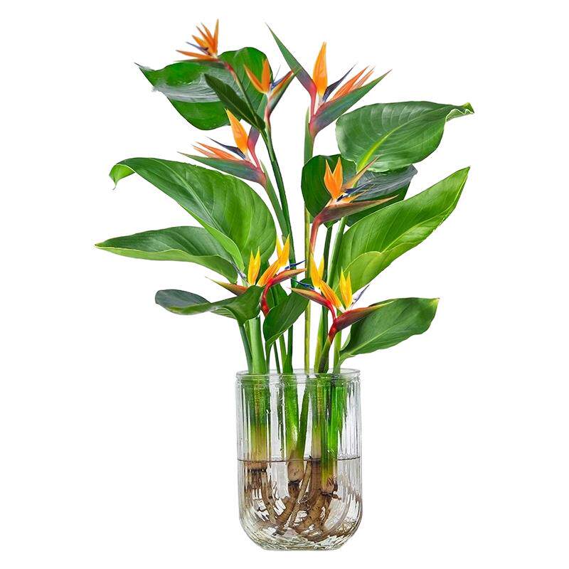 水培植物天堂鸟龟背竹绿植盆栽花卉植物室内客厅无土水培四季常绿