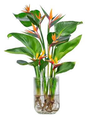 【不活包赔】水培植物天堂鸟