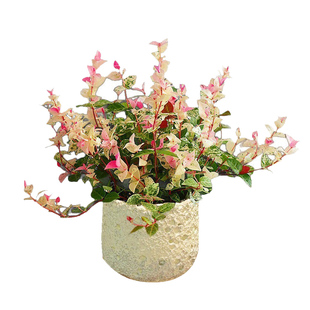 花叶络石盆栽络石花四季喜阳五彩叶花卉绿植阳台花园垂吊植物好养