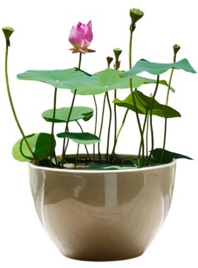 小花农迷你种植水培花卉种子