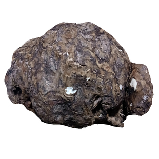 新鲜茯苓云茯苓野生云南白茯苓滇茯苓带皮整个伏神湿茯苓原个茯苓