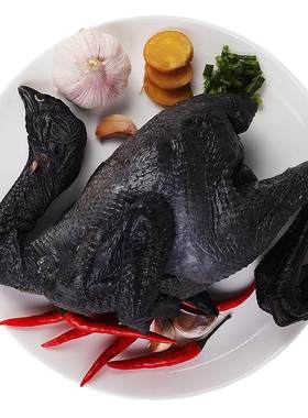 【顺丰次日到】乌鸡活鸡新鲜现杀