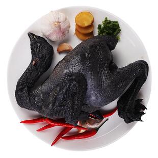 乌鸡新鲜现杀白羽活鸡土鸡农家散养走地鸡母鸡煲汤整只正宗乌骨鸡