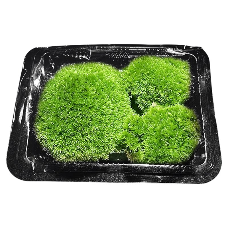 白发苔藓懒人微景观生态瓶创意桌面苔藓好养鲜活绿植盆景苔藓