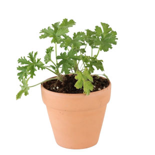 香叶天竺葵不可食用香草植物盆栽克拉香草芳香开花好看