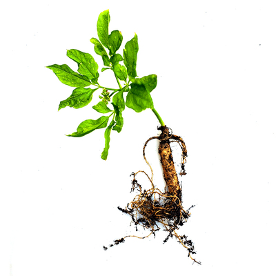 人参活苗室内盆栽长白山种植苗