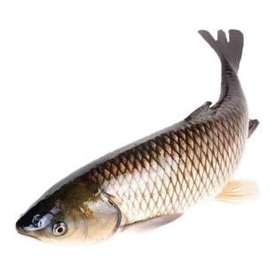 草鱼鱼苗草鱼活鱼苗淡水鱼苗草鱼苗特大草鱼苗批发本地皖鱼鲢鳙