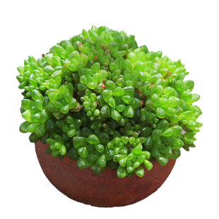 玉露多肉植物巨大株群生带盆发货云南窗台桌面好养室内绿植盆栽花