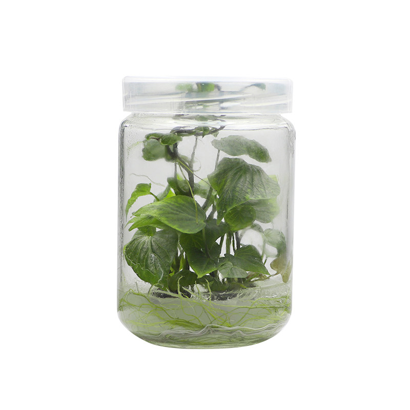 茉钡特红薯无菌组培苗易活根系