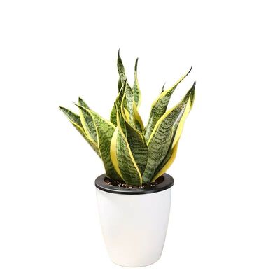 金边虎皮兰盆栽花卉多肉水培植物绿植室内吸办公室四季常青虎尾兰