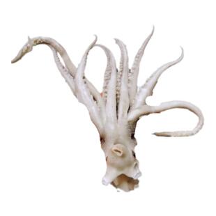 鱿鱼须新鲜速冻鱿鱼头无冰衣鲜活八爪鱼阿根廷鱿鱼爪炒菜商用