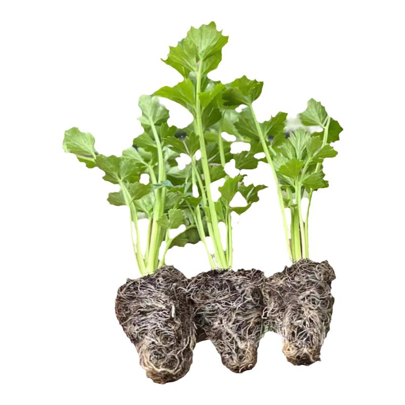 西芹秧苗大芹菜苗子四季盆栽阳台
