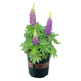 泛美进口鲁冰花种子花籽多年生 画廊系列 宿根耐寒 羽扇豆种子