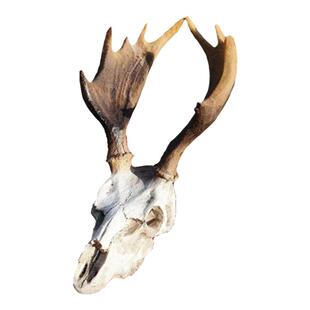 树脂头骨造景晒台爬宠躲避窝饲养箱摆件蜥蜴晒台水族鱼缸装饰假山