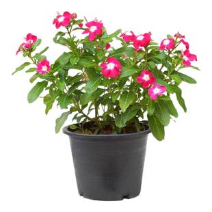 长春花天天开五叶梅带花苞庭院客厅盆栽花卉四季开花易养活包邮