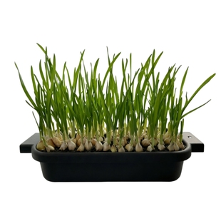 可种植农家自留大蒜种发芽长蒜苗蒜薹阳台盆栽种菜当季新干蒜头籽