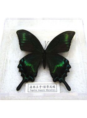 高度透明独立盒装蝴蝶标本自选