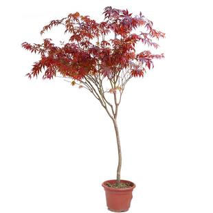 红枫树绿植室内大型落地观叶植物中国红室外别墅庭院地栽枫树盆栽