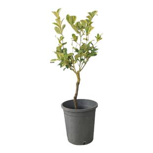 新品热卖佛手苗结果苗开花结果阳台庭院果树苗广东佛山发货