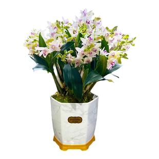 紫云石斛兰室内盆栽现带花出售淡香兰花植物桌面花卉办公室绿植