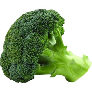 春秋播西兰花种子绿冠抗病早熟西兰花籽细粒花蕾80天杂交耐寒抗寒