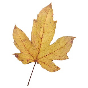 枫叶干花枯树叶标本真枯叶装饰天然落叶干花布景拍摄道具压花书签