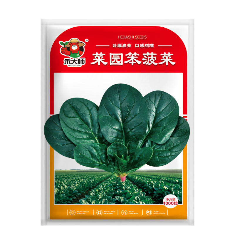 菜园笨菠菜种子矮生趴地不易抽苔