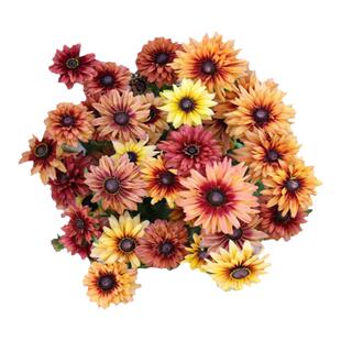 黑心金光菊撒哈拉樱桃白兰地花种子重瓣夏秋季易种活阳台