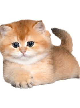 英短金渐层猫幼崽ny12上海猫舍