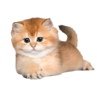 英短金渐层猫幼崽ny12上海猫舍