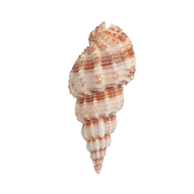 天然海螺寄居蟹替换手工许愿瓶