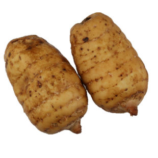 【2个1斤500克】正宗云南昭通新鲜天麻小草坝现挖生天麻大乌天麻